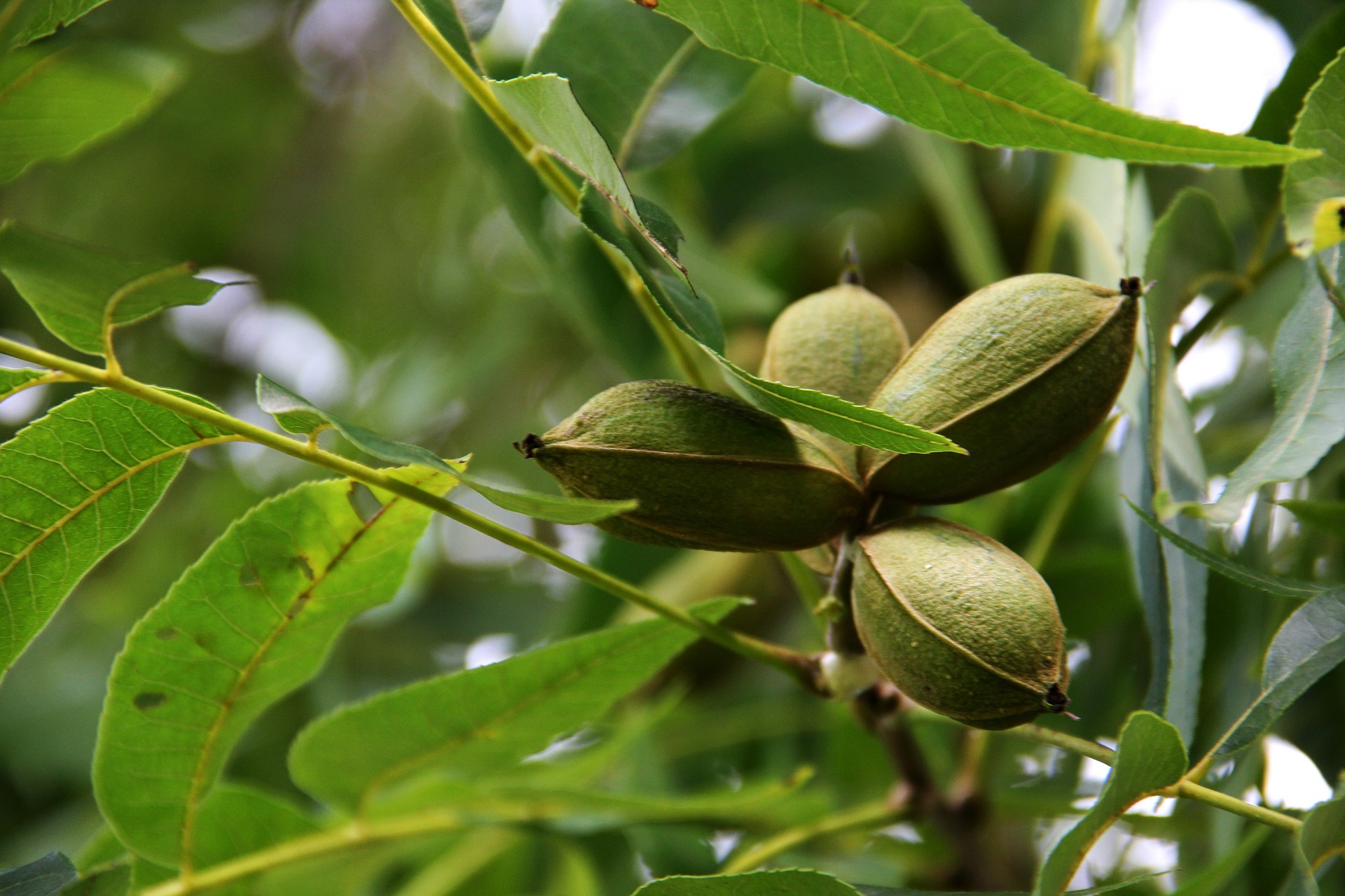 pecan-tree-186328_1920