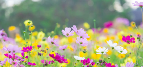 Cosmos flower field