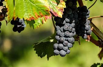 grapes-fruit-fruits-blue-winegrowing-grapevine-vines-thumbnail